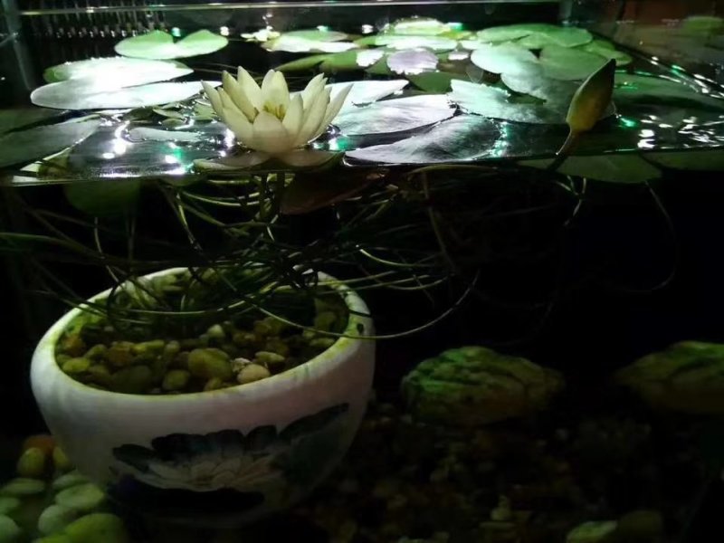 迷你硬币睡莲海尔芙拉，精品小睡莲，盆栽种植