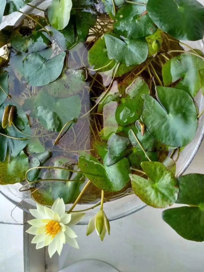 迷你硬币睡莲海尔芙拉，精品小睡莲，盆栽种植