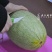 海南西州蜜瓜一件代发