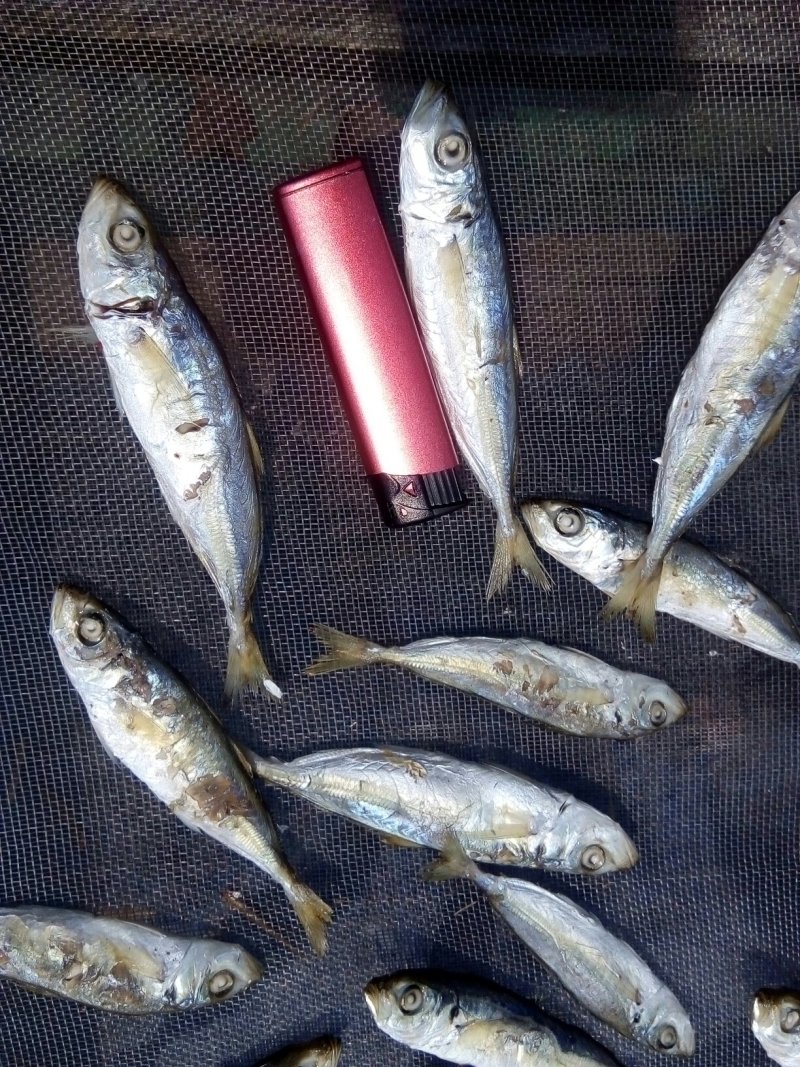 熟煮巴浪鱼干，
