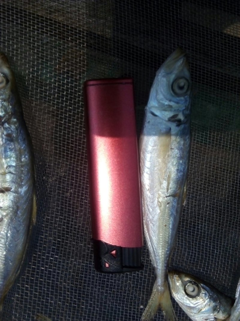熟煮巴浪鱼干，