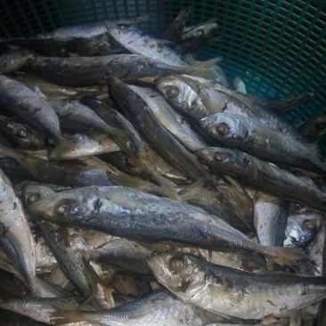 熟煮巴浪鱼干，