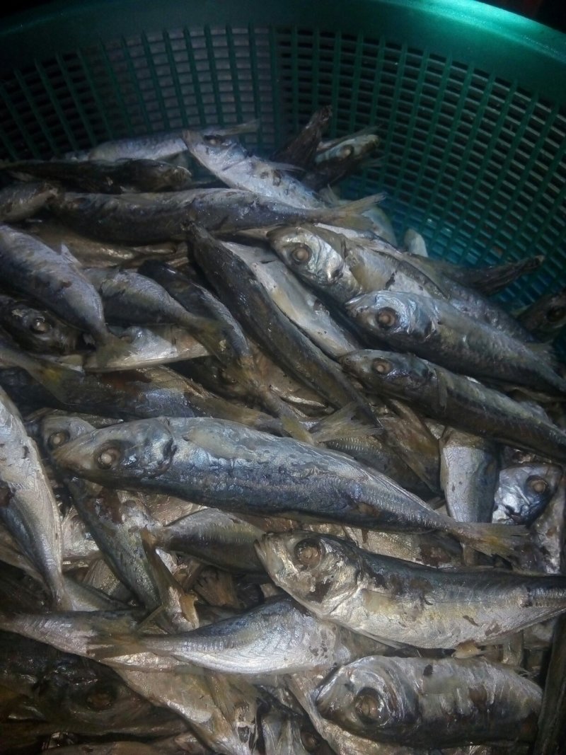 熟煮巴浪鱼干，