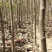 新中阳甜柿子苗