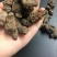 落新妇络新妇无硫净货保正品批发零售冷背中药材