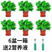 绿萝盆栽花卉绿植长藤垂吊吊兰植物室内吸甲醛防辐射客厅大叶