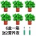 绿萝盆栽花卉绿植植物室内吸甲醛防辐射客厅大叶