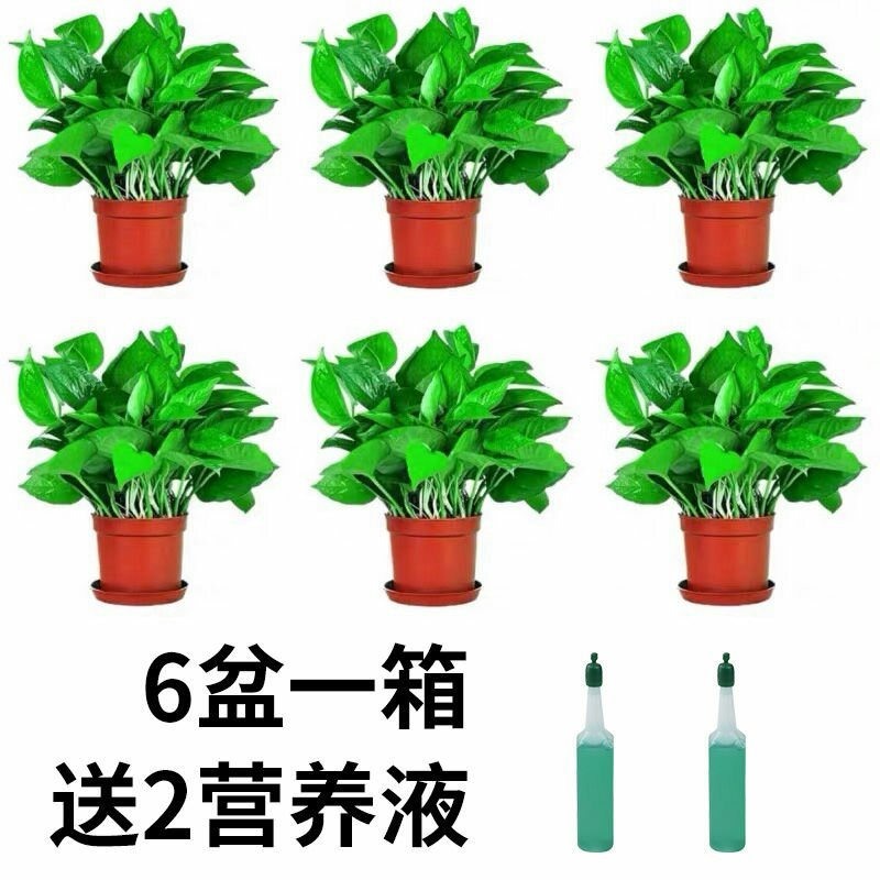 绿萝盆栽花卉绿植植物室内吸甲醛防辐射客厅大叶