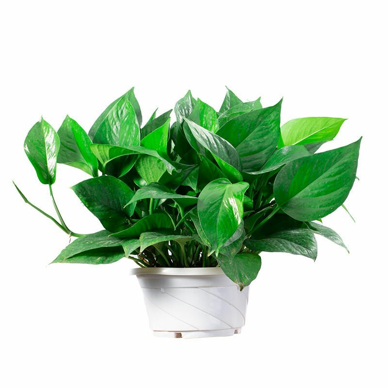 绿萝盆栽花卉绿植植物室内吸甲醛防辐射客厅大叶