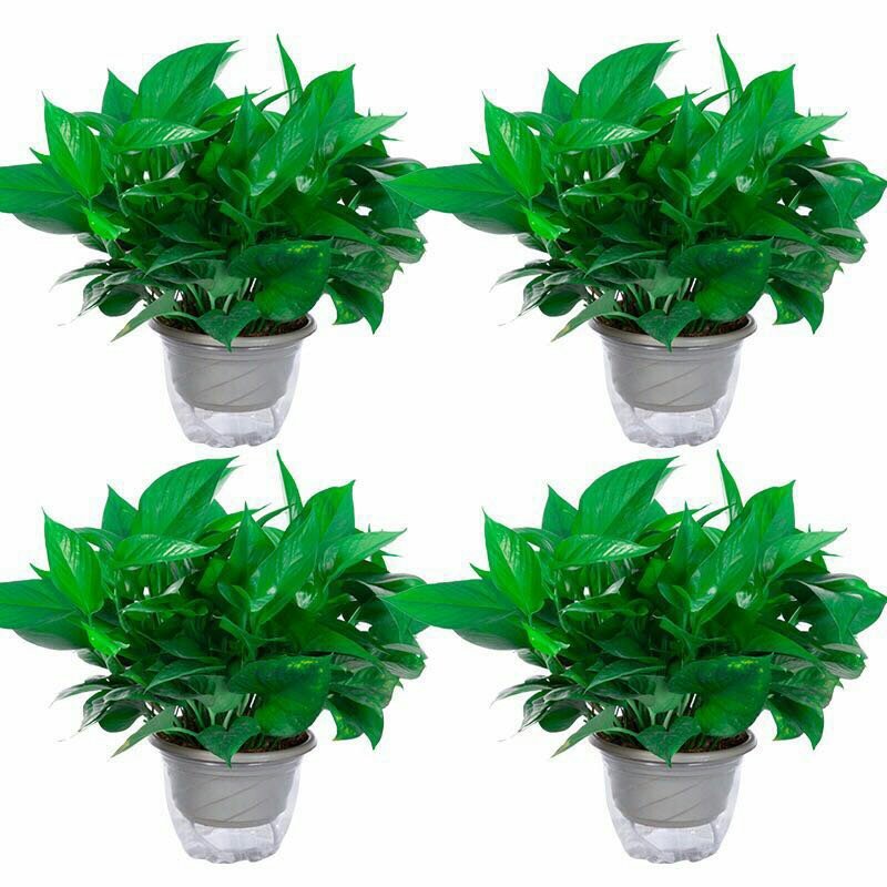 绿萝盆栽花卉绿植植物室内吸甲醛防辐射客厅大叶