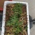 🐍🐍🐍毛桃树苗小芽苗成活率高顺丰发货