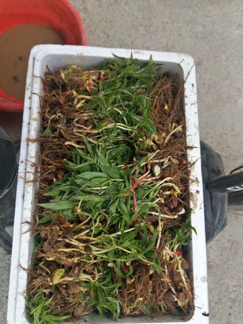 🐍🐍🐍毛桃树苗小芽苗成活率高顺丰发货