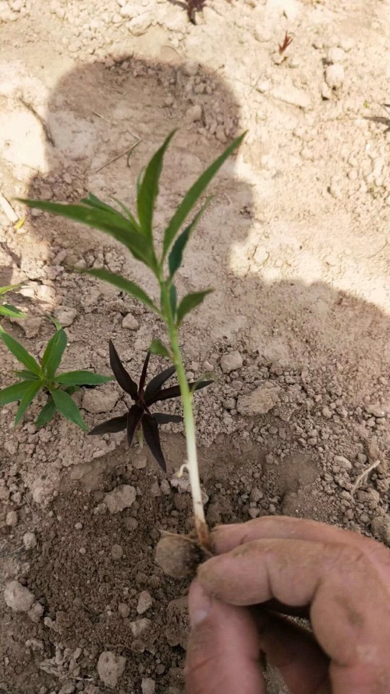 🐍🐍🐍毛桃树苗小芽苗成活率高顺丰发货