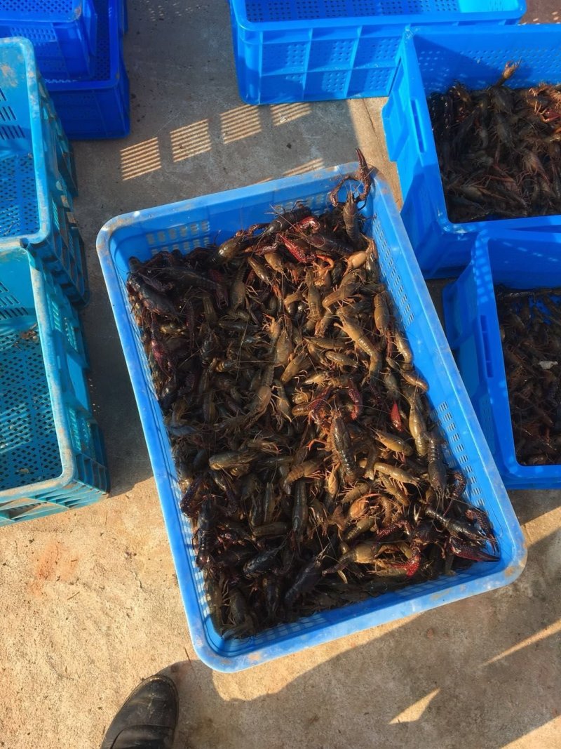 龙虾