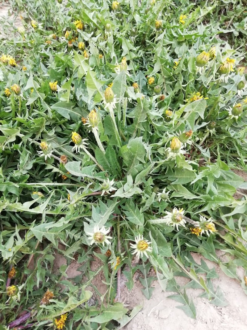蒲公英带根