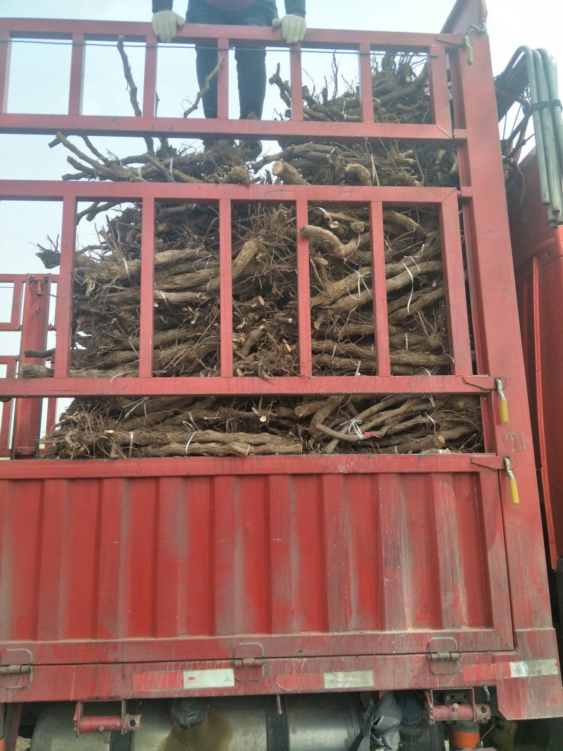 占地葡萄树！常年大量供应精品带叶葡萄树！欢迎来电咨询订购