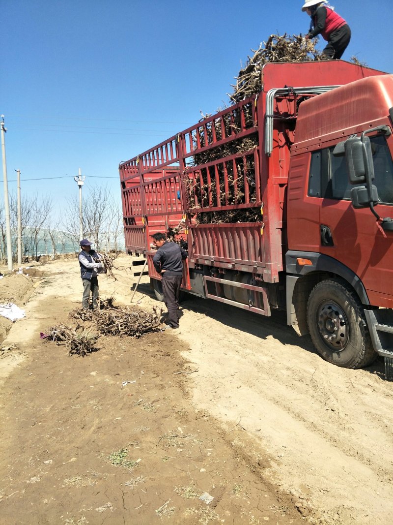 占地葡萄树！精品占地葡萄树！精品带叶葡萄树！大量供应