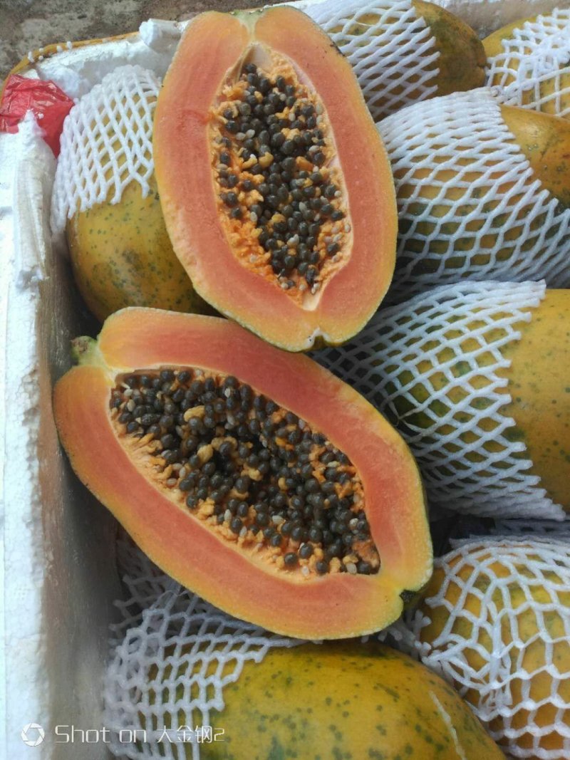 木瓜树苗
