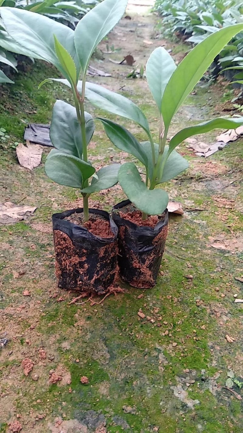 可吃可用可喝用处多多的黑老虎苗