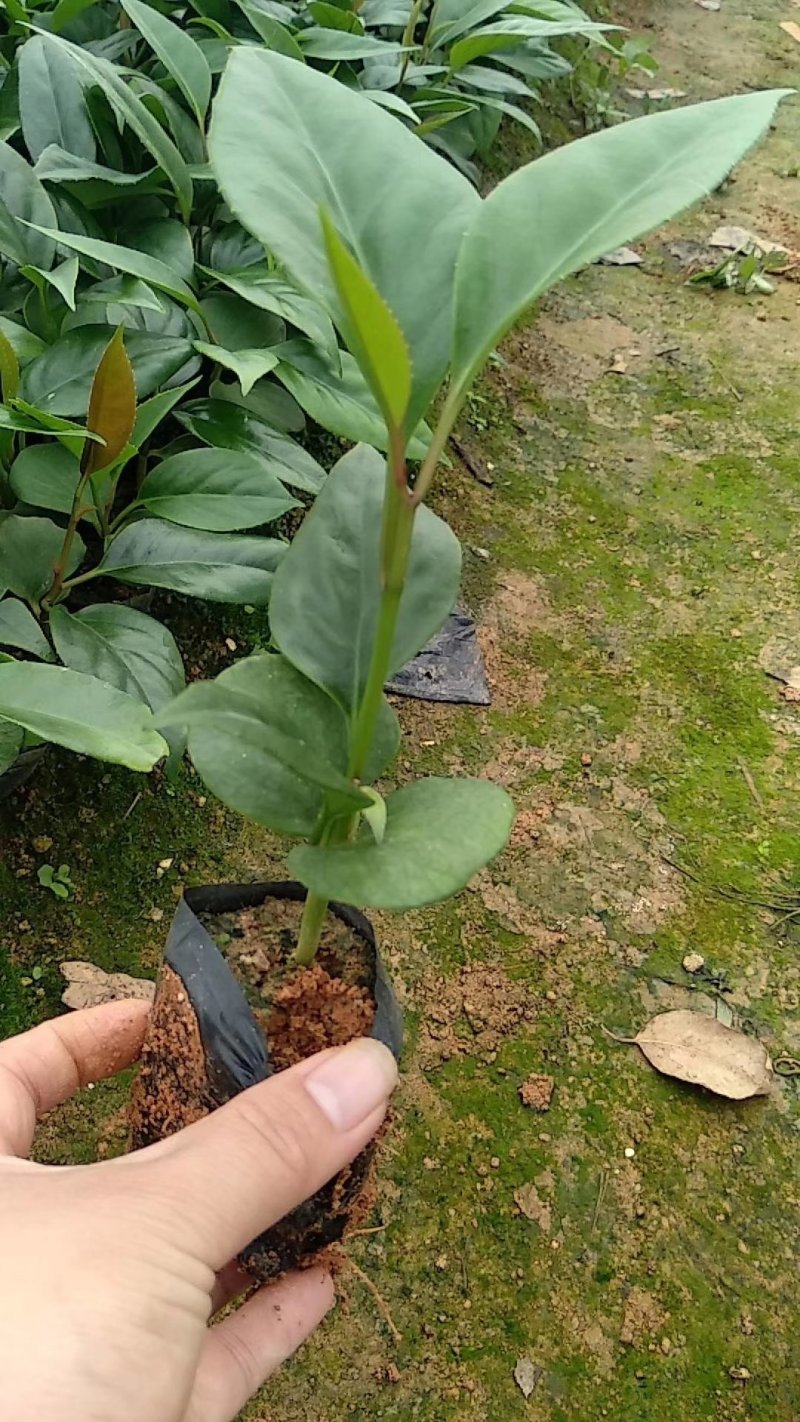 可吃可用可喝用处多多的黑老虎苗