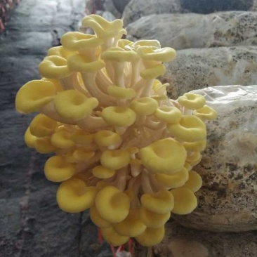 高品质榆黄蘑岀菇菌包，可到现场免费学习