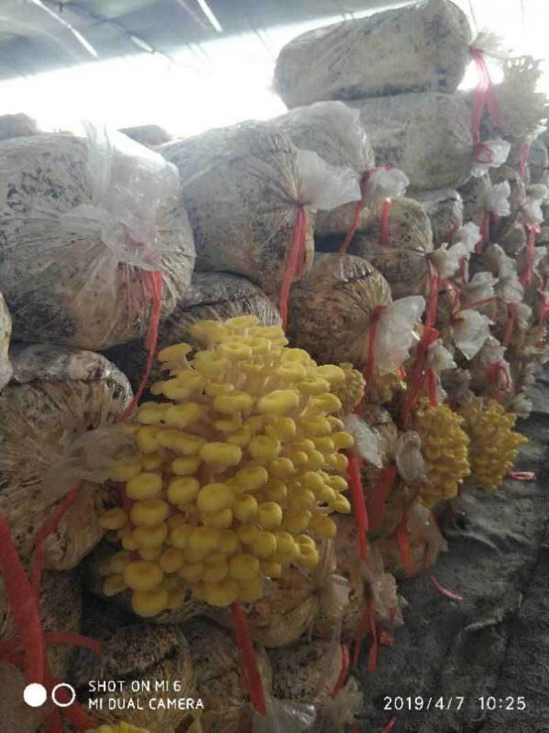 高品质榆黄蘑岀菇菌包，可到现场免费学习