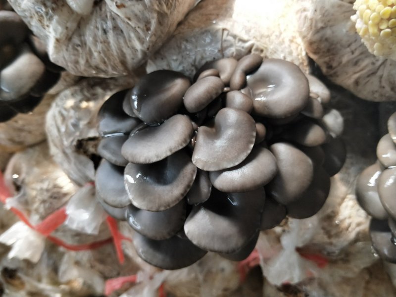 定制各种食用菌岀菇菌包，技术免费跟踪指导