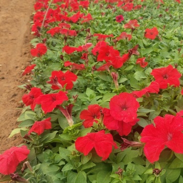 矮牵牛租摆用花基地直供