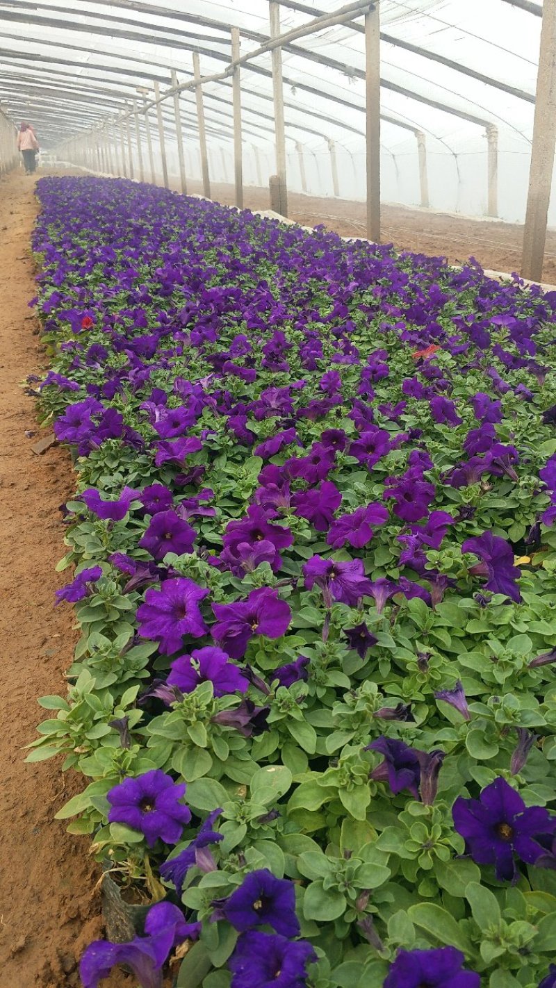 矮牵牛租摆用花基地直供