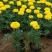 万寿菊时令草花基地直供量大从优