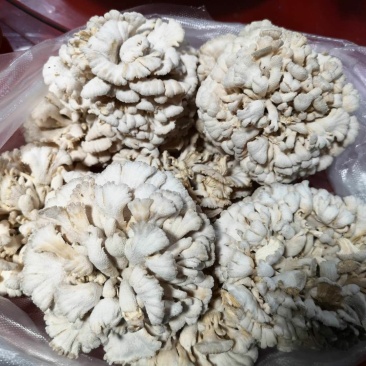 新鲜白参