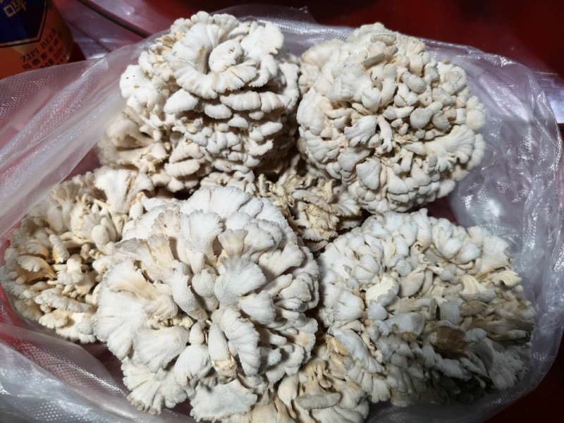 新鲜白参