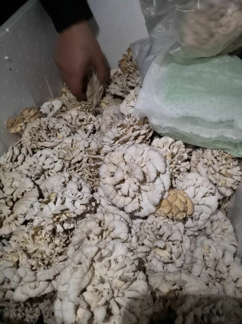 新鲜白参
