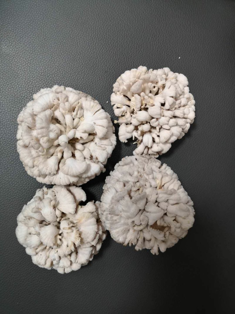 新鲜白参