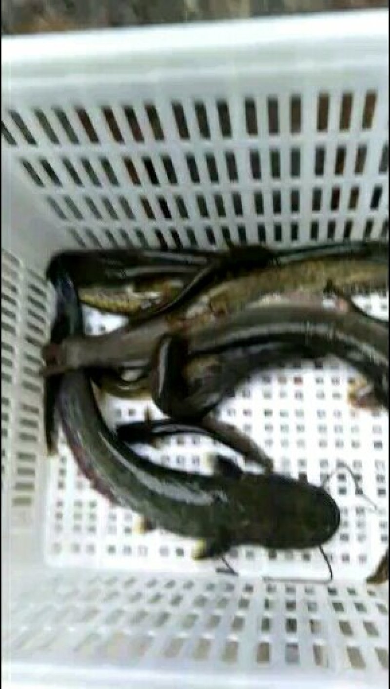 野生小口鲶鱼