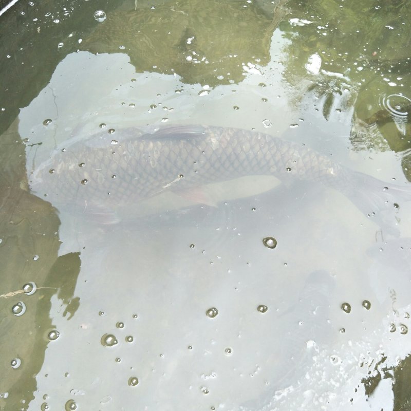 野生小口鲶鱼