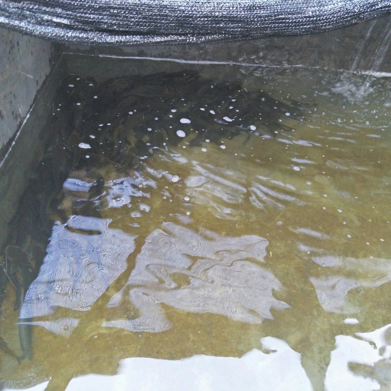 野生小口鲶鱼