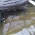 野生小口鲶鱼