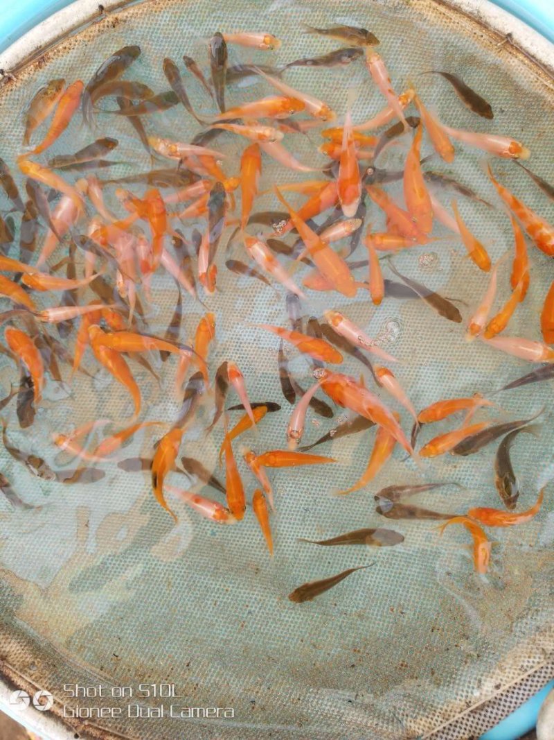 锦鲤