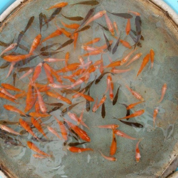 锦鲤