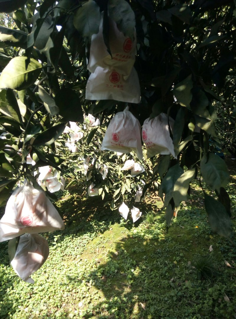 精品青见柑桔，品质保证，口感香甜多汁，欢迎各地老板来电。