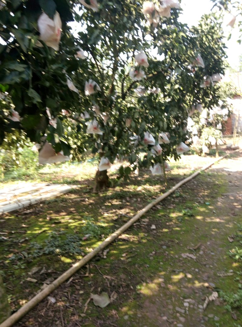 精品青见柑桔，品质保证，口感香甜多汁，欢迎各地老板来电。