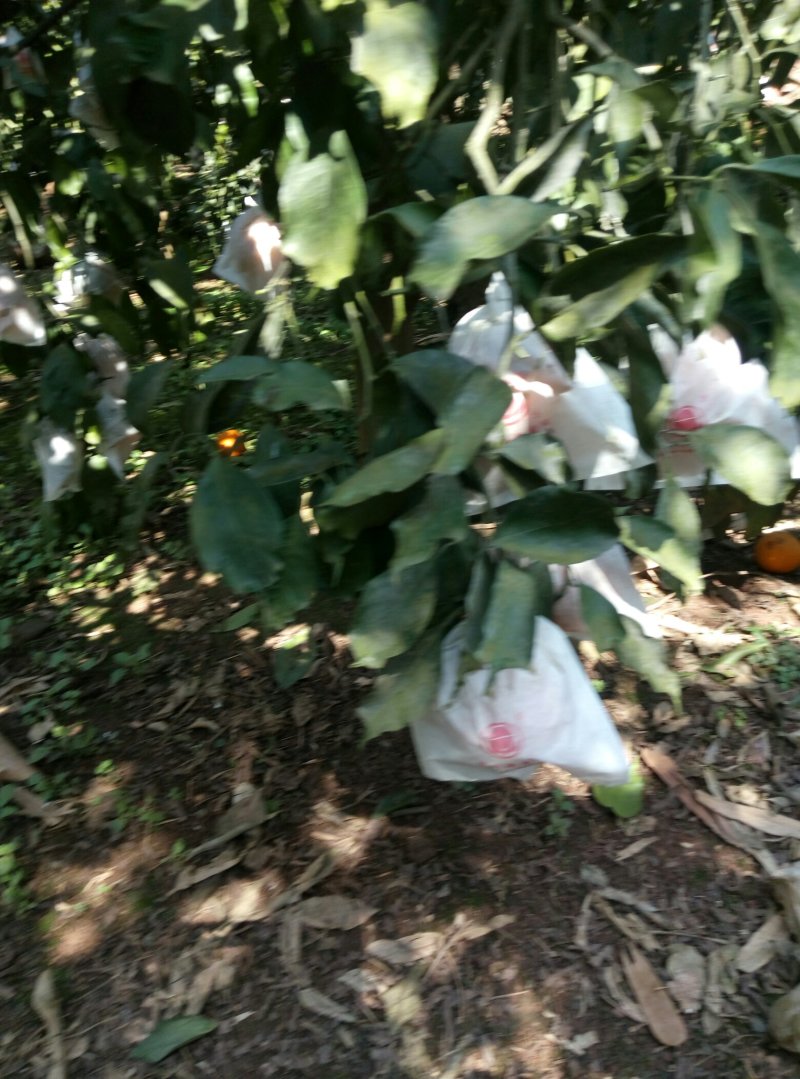 精品青见柑桔，品质保证，口感香甜多汁，欢迎各地老板来电。