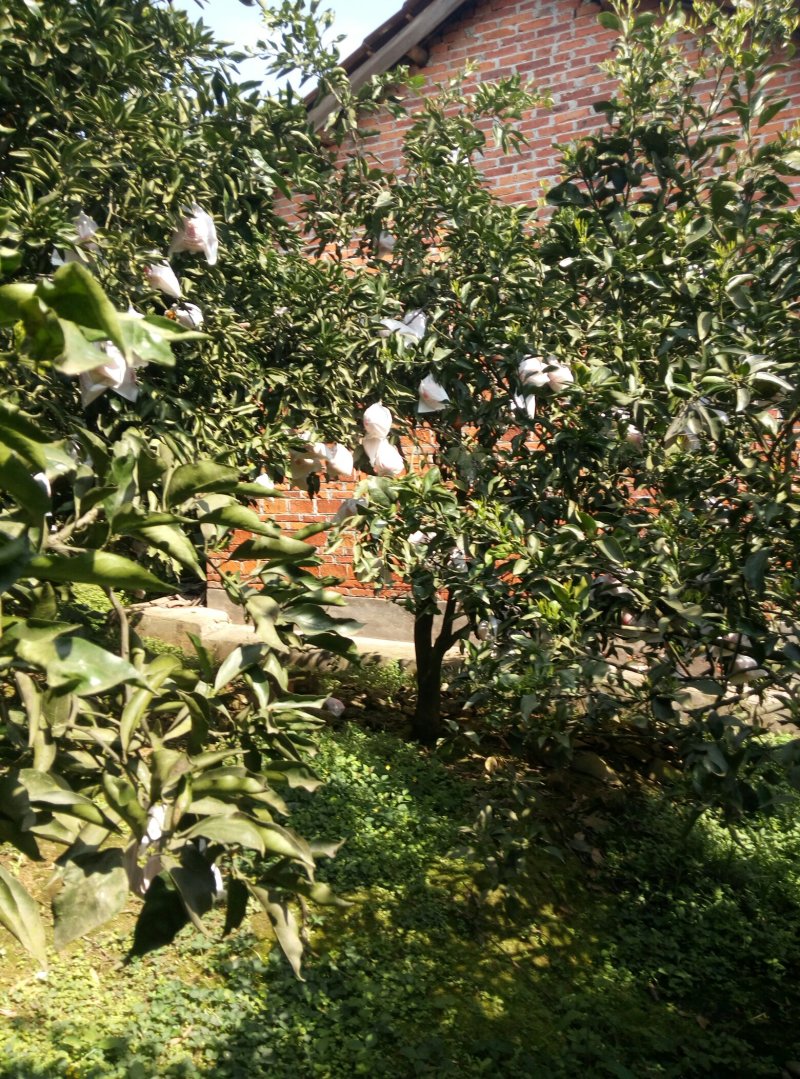 精品青见柑桔，品质保证，口感香甜多汁，欢迎各地老板来电。