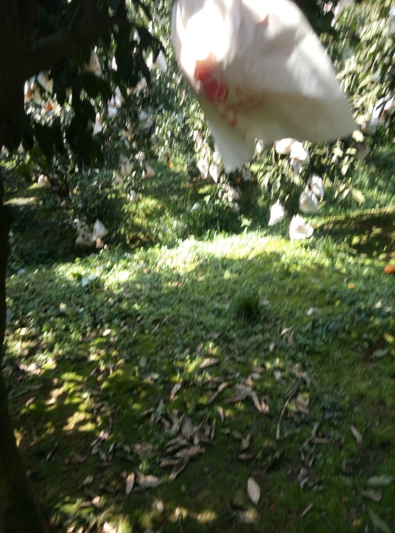 精品青见柑桔，品质保证，口感香甜多汁，欢迎各地老板来电。
