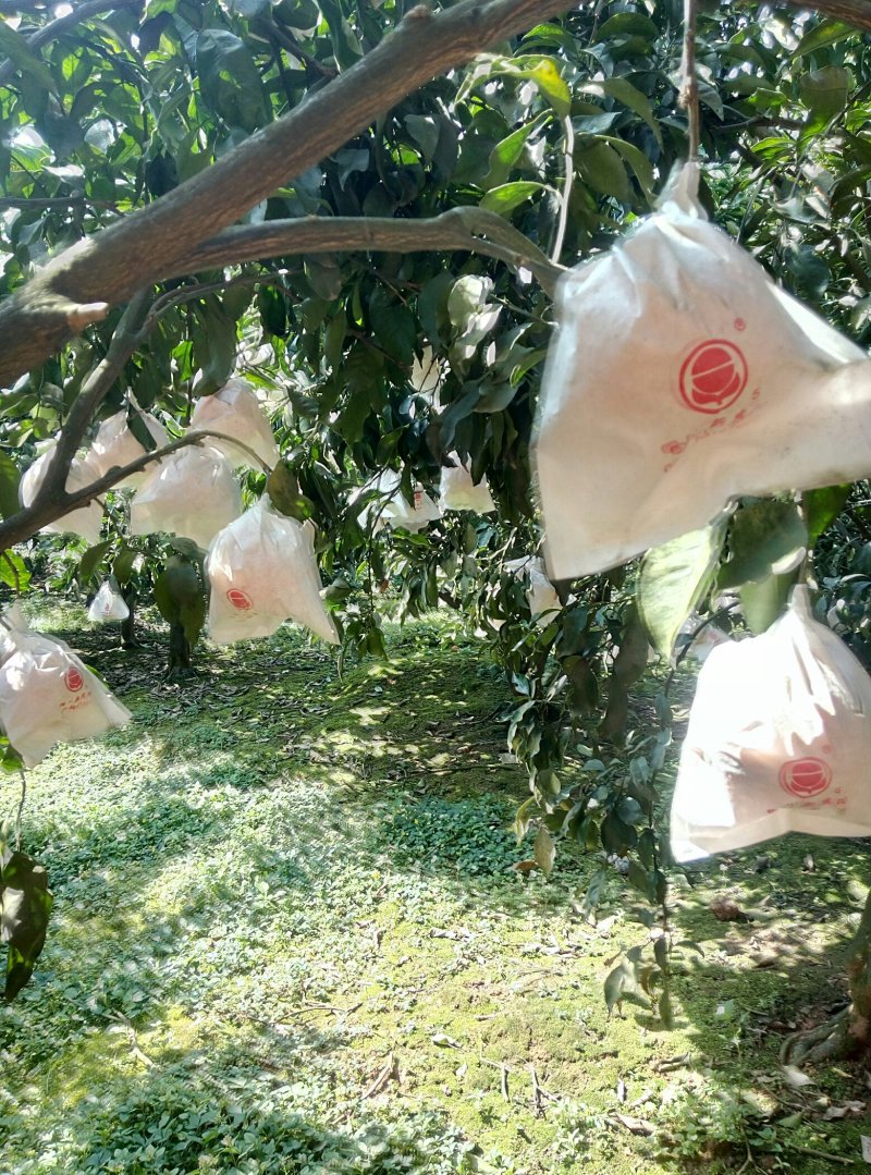 精品青见柑桔，品质保证，口感香甜多汁，欢迎各地老板来电。
