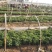 红薯苗（烟薯25）