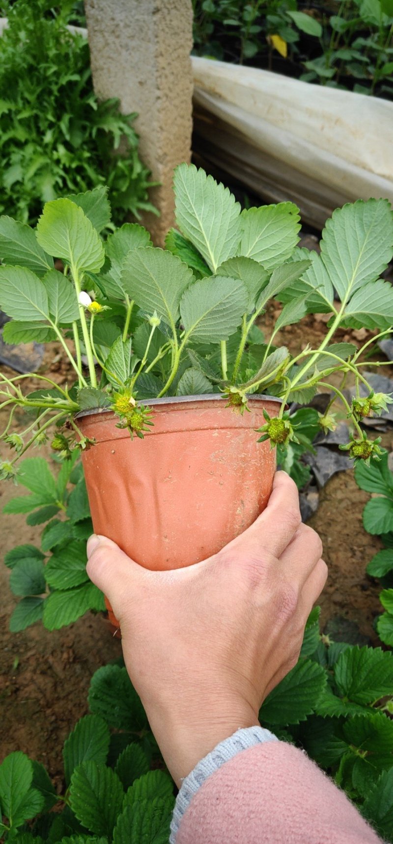 草莓盆栽