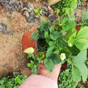 草莓盆栽