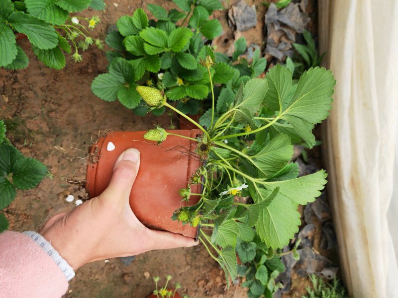 草莓盆栽